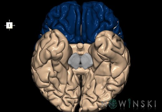 G1T4.1.FrontalLobe
