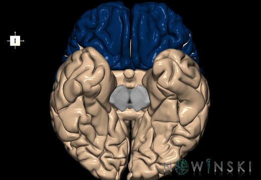 G1.T4.1.1.V6.C12.L0.Frontal lobe whole