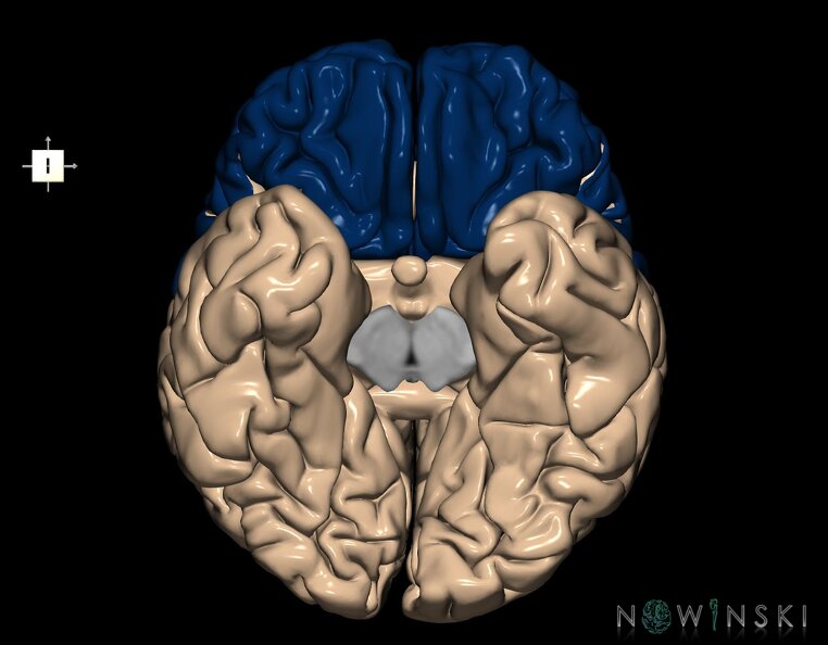 G1.T4.1.1.V6.C12.L0.Frontal_lobe_whole.tiff