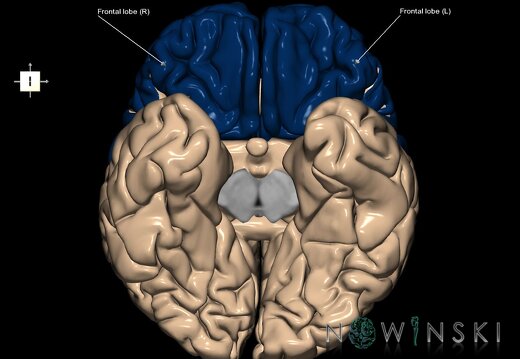 G1.T4.1.1.V6.C12.L1.Frontal lobe whole