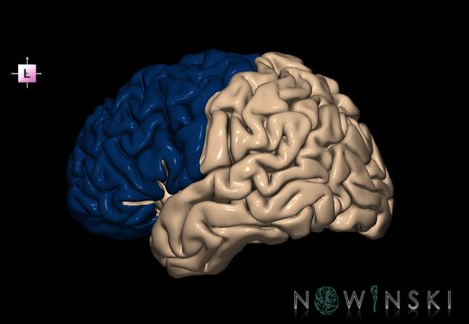 G1.T4.1.2.V2.C12.L0.Frontal lobe left