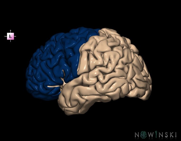 G1.T4.1.2.V2.C12.L0.Frontal_lobe_left.tiff