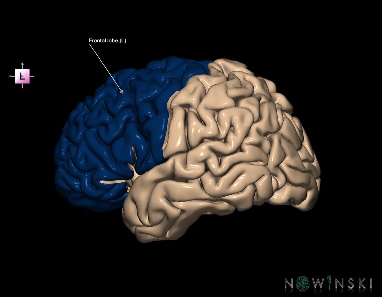 G1.T4.1.2.V2.C12.L1.Frontal_lobe_left.tiff
