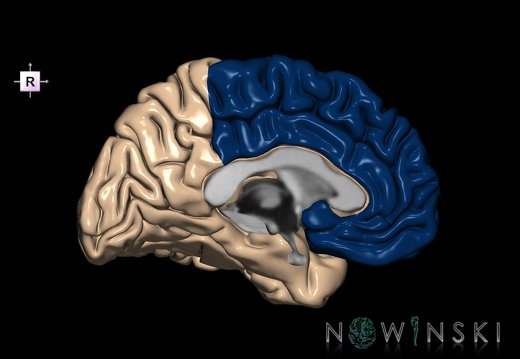 G1.T4.1.2.V4.C12.L0.Frontal lobe left