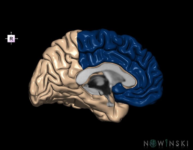 G1.T4.1.2.V4.C12.L0.Frontal_lobe_left.tiff