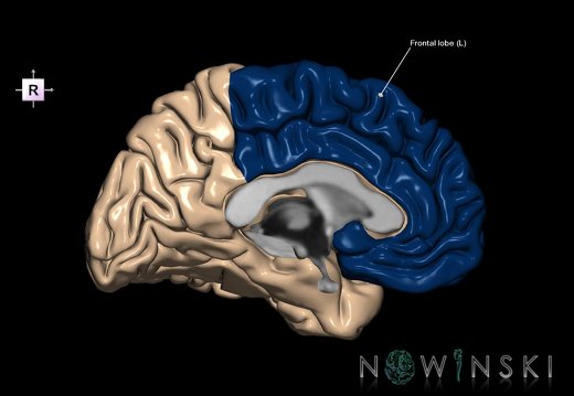 G1.T4.1.2.V4.C12.L1.Frontal lobe left