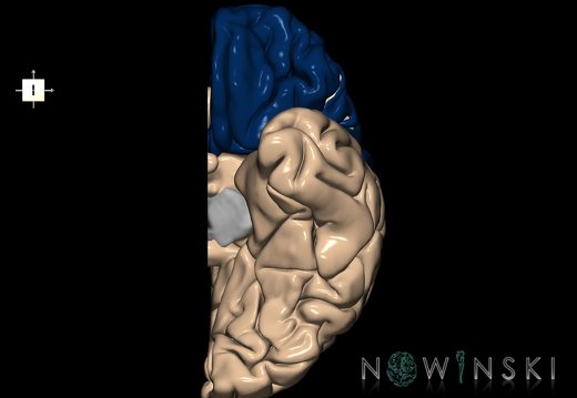 G1.T4.1.2.V6.C12.L0.Frontal lobe left