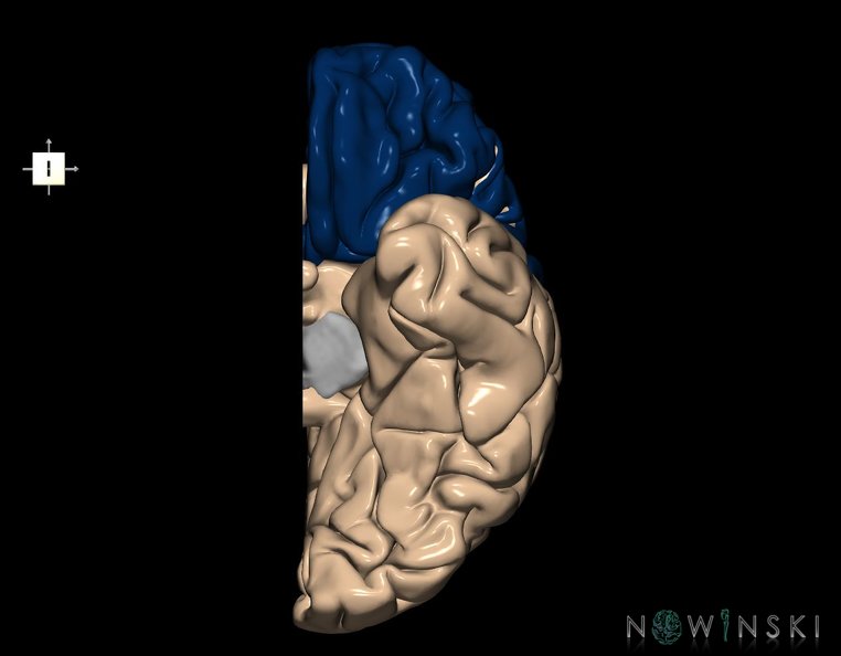 G1.T4.1.2.V6.C12.L0.Frontal_lobe_left.tiff