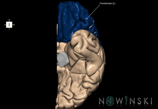 G1.T4.1.2.V6.C12.L1.Frontal lobe left