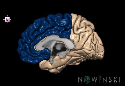 G1.T4.1.3.V2.C12.L0.Frontal lobe right