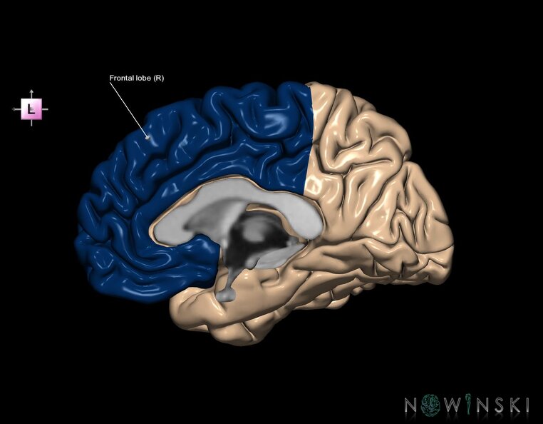 G1.T4.1.3.V2.C12.L1.Frontal_lobe_right.tiff