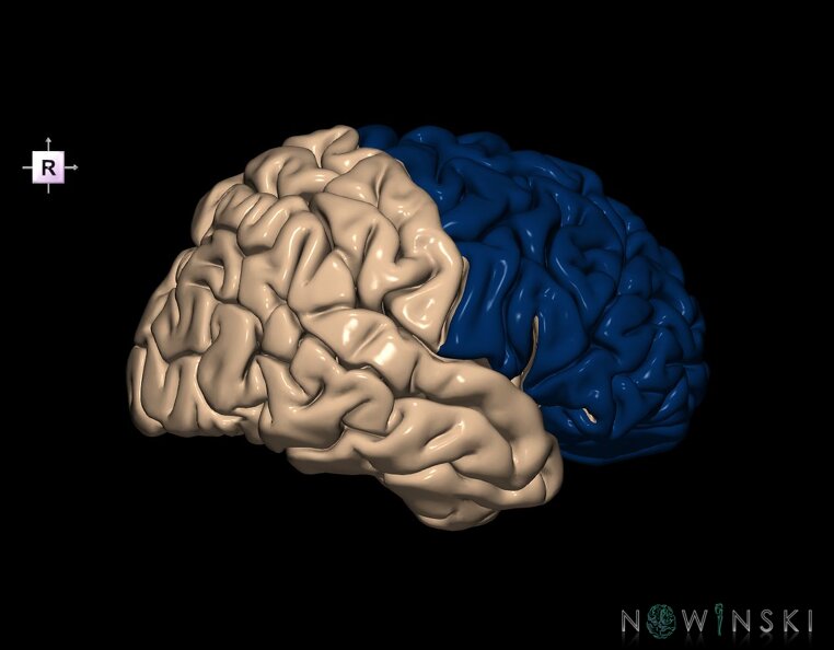 G1.T4.1.3.V4.C12.L0.Frontal_lobe_right.tiff