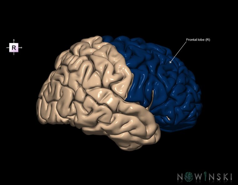 G1.T4.1.3.V4.C12.L1.Frontal_lobe_right.tiff