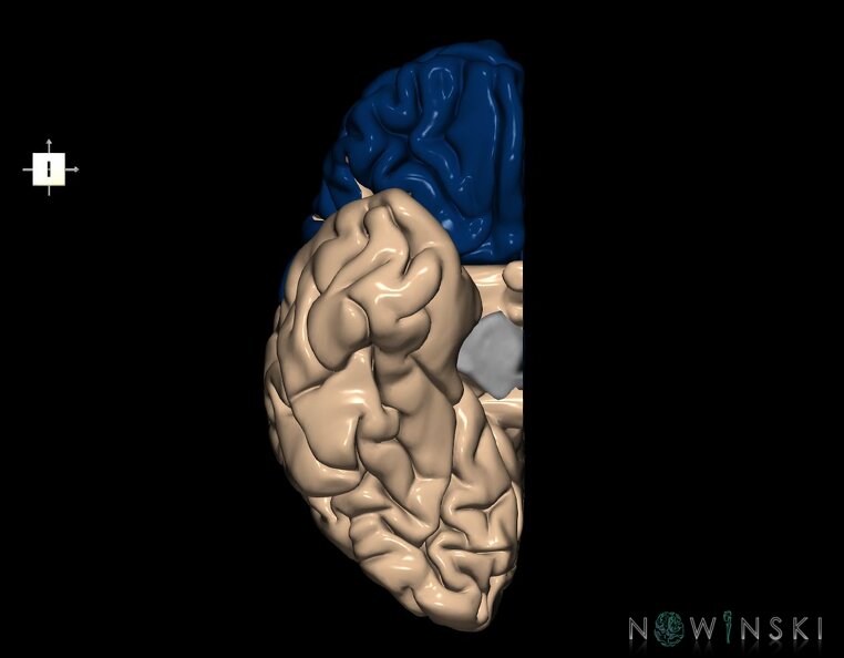 G1.T4.1.3.V6.C12.L0.Frontal_lobe_right.tiff