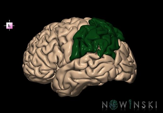 G1T4.2.ParietalLobe