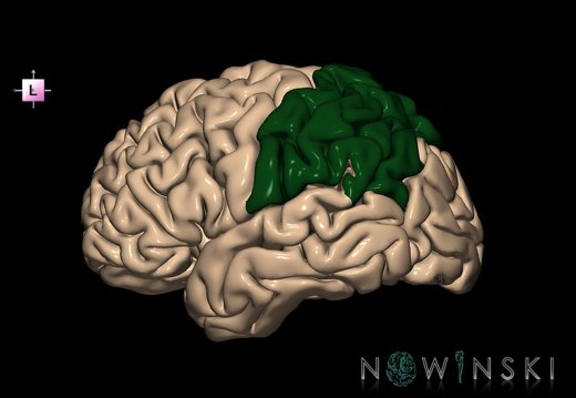 G1.T4.2.2.V2.C12.L0.Parietal lobe left