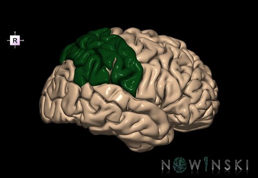 G1.T4.2.3.V4.C12.L0.Parietal lobe right