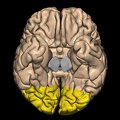 G1.T4.3.1.V6.C12.L0.Occipital lobe whole