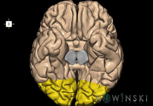 G1.T4.3.1.V6.C12.L0.Occipital lobe whole