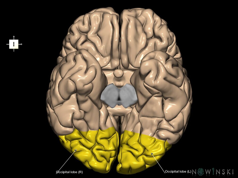 G1.T4.3.1.V6.C12.L1.Occipital lobe whole