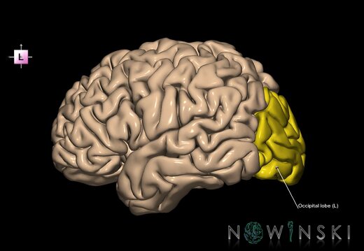 G1T4.3.OccipitalLobe