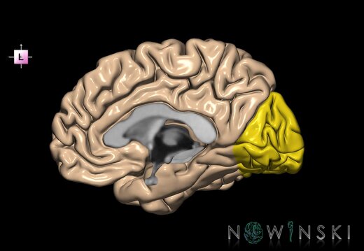 G1.T4.3.3.V2.C12.L0.Occipital lobe right
