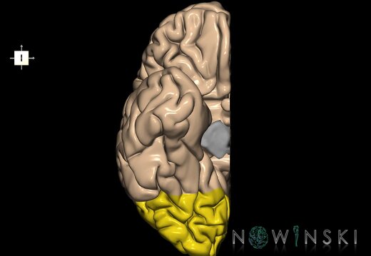 G1.T4.3.3.V6.C12.L0.Occipital lobe right