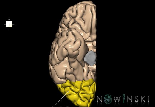 G1.T4.3.3.V6.C12.L1.Occipital lobe right