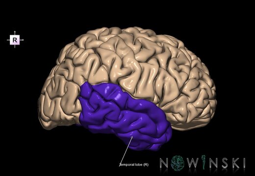 G1.T4.4.1.V4.C12.L1.Temporal lobe whole