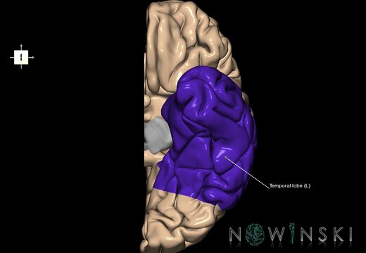 G1.T4.4.2.V6.C12.L1.Temporal lobe left