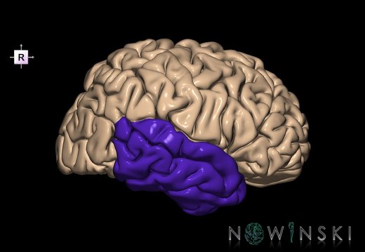 G1.T4.4.3.V4.C12.L0.Temporal lobe right