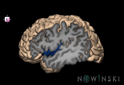 G1.T4.5.2.V2.C13.S1.L0.Insular lobe left