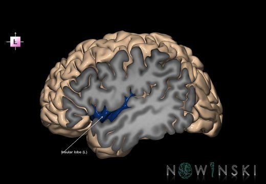G1T4.5.InsularLobe