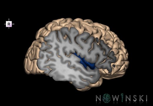 G1.T4.5.3.V4.C13.S1.L0.Insular lobe right