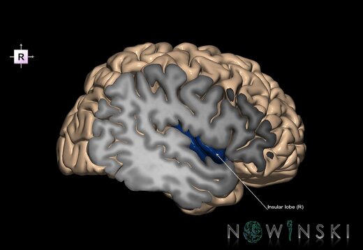 G1.T4.5.3.V4.C13.S1.L1.Insular lobe right