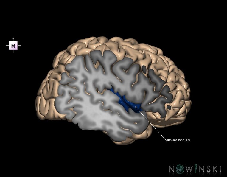 G1.T4.5.3.V4.C13.S1.L1.Insular_lobe_right.tiff