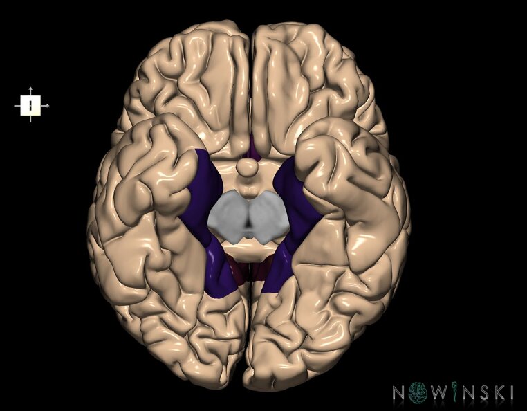 G1.T4.6.1.V6.C13.L0.Limbic_lobe_whole.tiff