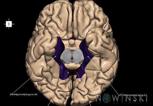 G1.T4.6.1.V6.C13.L1.Limbic lobe whole