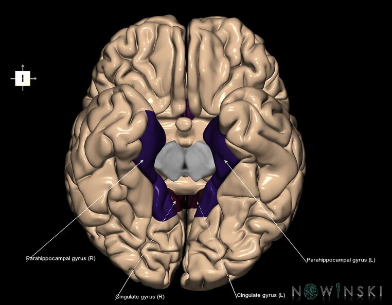 G1.T4.6.1.V6.C13.L1.Limbic_lobe_whole.tiff