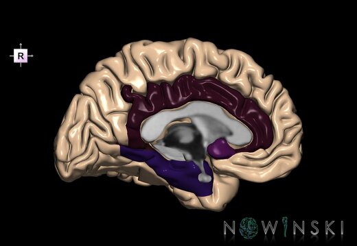 G1.T4.6.2.V4.C13.L0.Limbic lobe left