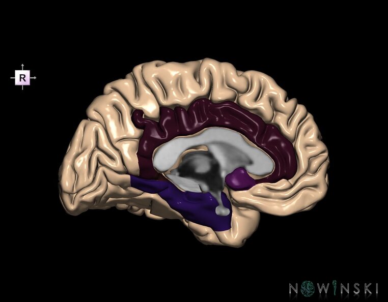 G1.T4.6.2.V4.C13.L0.Limbic_lobe_left.tiff