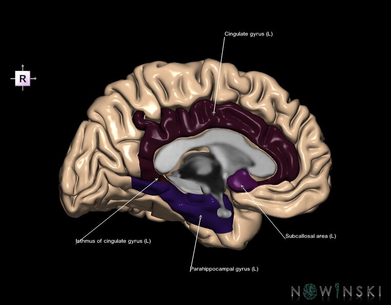 G1.T4.6.2.V4.C13.L1.Limbic_lobe_left.tiff