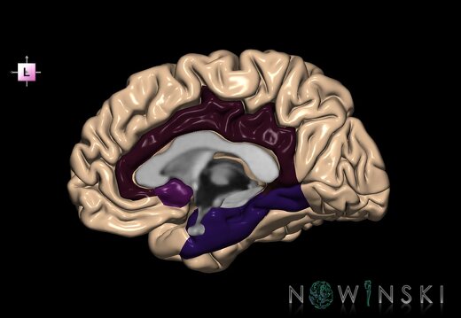 G1.T4.6.3.V2.C13.L0.Limbic lobe right