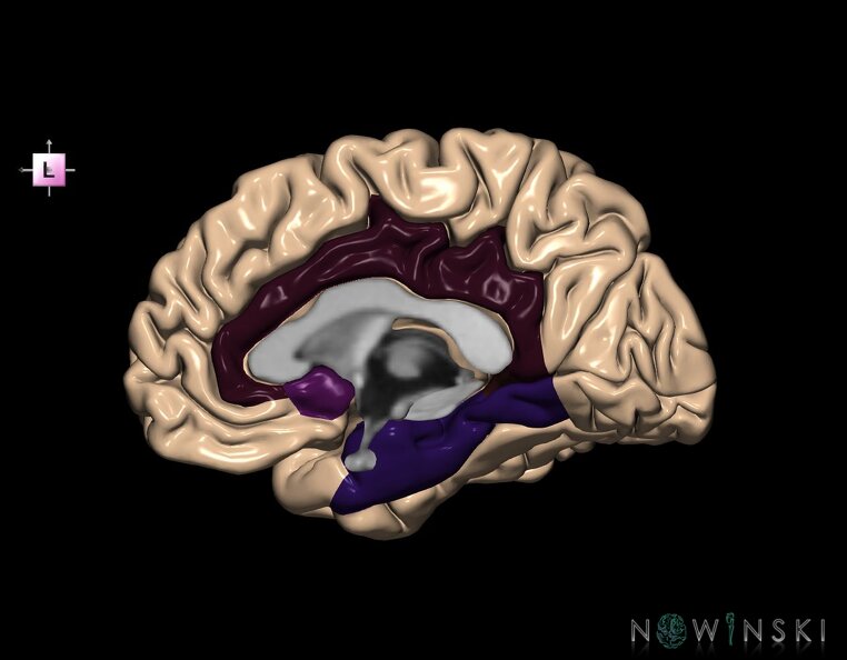G1.T4.6.3.V2.C13.L0.Limbic_lobe_right.tiff