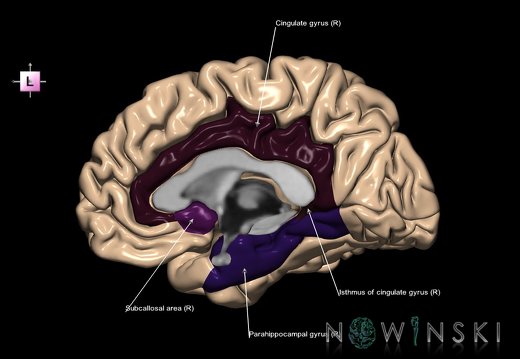 G1.T4.6.3.V2.C13.L1.Limbic lobe right