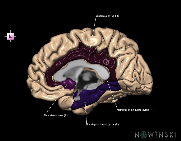 G1.T4.6.3.V2.C13.L1.Limbic_lobe_right.tiff