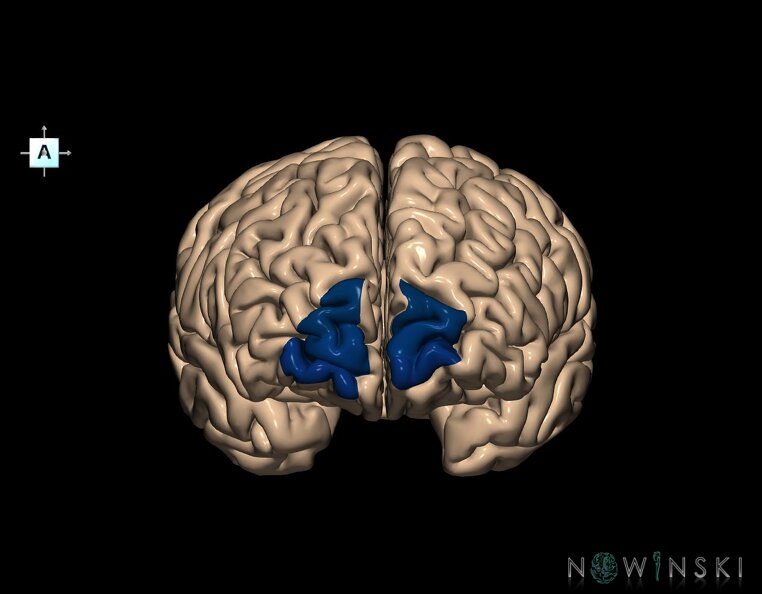G1.T5.1.V1.C13.L0.Frontal_pole.tiff