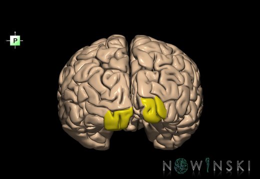 G1.T5.2.V3.C13.L0.Occipital pole