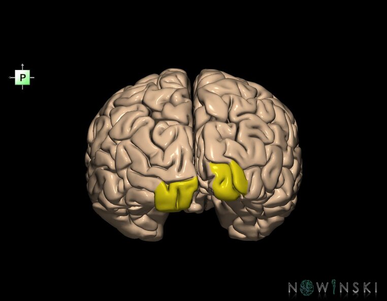 G1.T5.2.V3.C13.L0.Occipital_pole.tiff