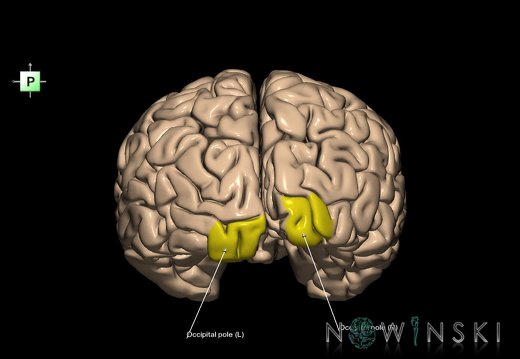 G1.T5.2.V3.C13.L1.Occipital pole